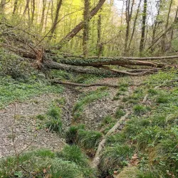 Jelenovac Forest Park - Zapresic