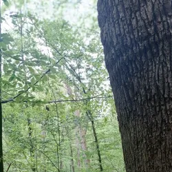 Jelenovac Forest Park - Zapresic