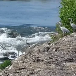 Sava River Walk - Zapresic