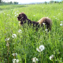 Sava River Walk - Zapresic