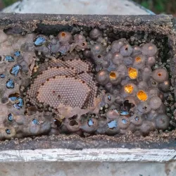 Finca Agroecológica Artemisa - Artemisa