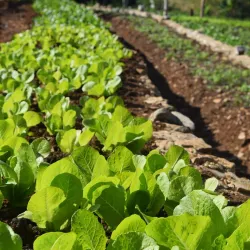 Finca Agroecológica Artemisa - Artemisa