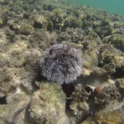 Maguana Beach - Baracoa