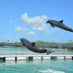 Dolphinarium at Cayo Coco - Cayo Coco
