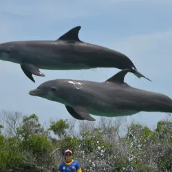 Dolphinarium at Cayo Coco - Cayo Coco