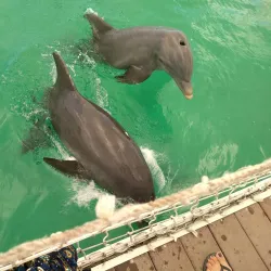 Dolphinarium at Cayo Coco - Cayo Coco