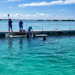 Dolphinarium at Cayo Coco - Cayo Coco