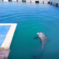 Dolphinarium at Cayo Coco - Cayo Coco