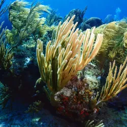 Snorkeling and Diving Sites - Cayo Coco