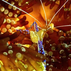 Snorkeling and Diving Sites - Cayo Coco