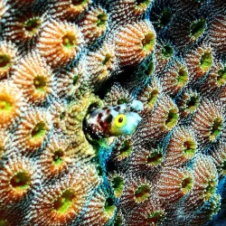 Snorkeling and Diving Sites - Cayo Coco