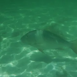 Snorkeling and Diving Sites - Cayo Coco