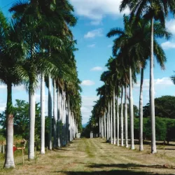 Jardín Botánico de Cienfuegos - Cienfuegos