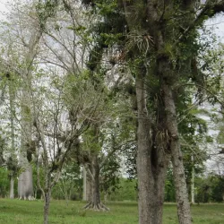 Jardín Botánico de Cienfuegos - Cienfuegos