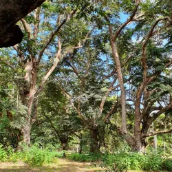 Jardín Botánico de Cienfuegos - Cienfuegos