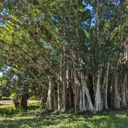 Jardín Botánico de Cienfuegos - Cienfuegos