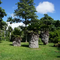 Jardín Botánico de Cienfuegos - Cienfuegos