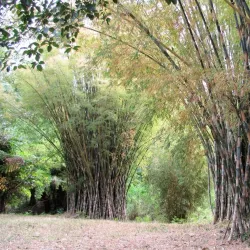 Jardín Botánico de Cienfuegos - Cienfuegos