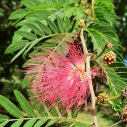 Jardín Botánico de Cienfuegos - Cienfuegos