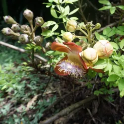 Jardín Botánico de Cienfuegos - Cienfuegos