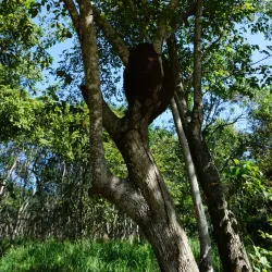 Laguna Guanaroca - Cienfuegos