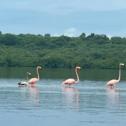 Laguna Guanaroca - Cienfuegos