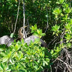 Laguna Guanaroca - Cienfuegos