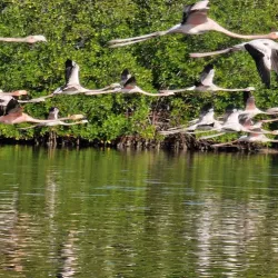Laguna Guanaroca - Cienfuegos