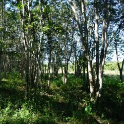 Laguna Guanaroca - Cienfuegos