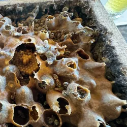 Agricultural Tours - Güines