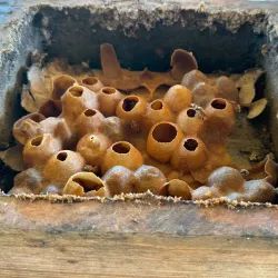 Agricultural Tours - Güines