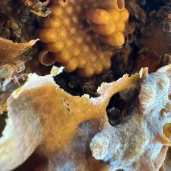 Agricultural Tours - Güines