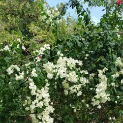 Local Farms and Agricultural Tours - La Lima