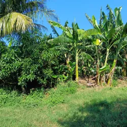 Local Farms and Agricultural Tours - La Lima