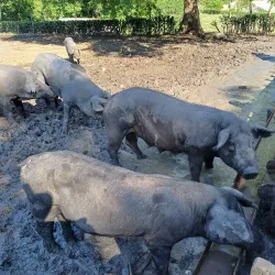 Local Farms and Agricultural Tours - La Lima