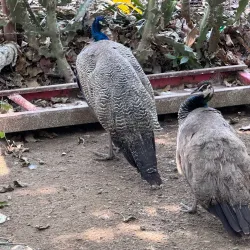 Local Farms and Agricultural Tours - La Lima