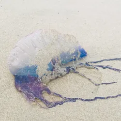 Nearby Beaches (within driving distance) - La Lima