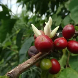 Local Coffee Plantations - Mayari