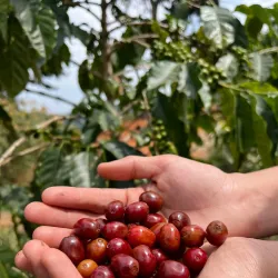 Local Coffee Plantations - Mayari