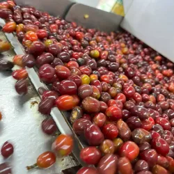 Local Coffee Plantations - Mayari