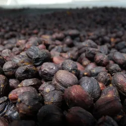 Local Coffee Plantations - Mayari