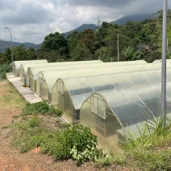 Local Coffee Plantations - Mayari