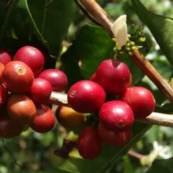 Local Coffee Plantations - Mayari