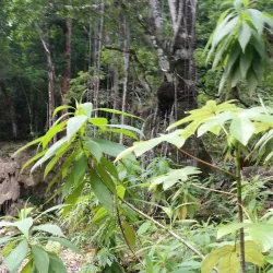 Sancti Spíritus Province Countryside - Yaguajay