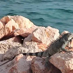 Blue Bay Golf & Beach Resort - Blue Bay