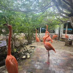 Curacao Sea Aquarium - Blue Bay
