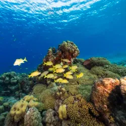 Playa Kalki (Alice in Wonderland) - Blue Bay