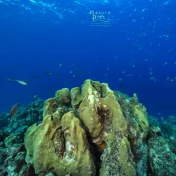 Playa Kalki (Alice in Wonderland) - Blue Bay