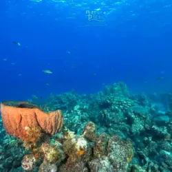 Playa Kalki (Alice in Wonderland) - Blue Bay