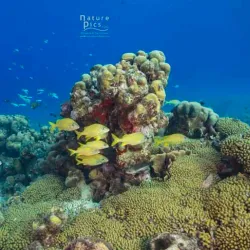 Playa Kalki (Alice in Wonderland) - Blue Bay